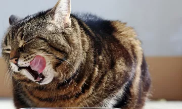 Lust je kat niks? 10 tips