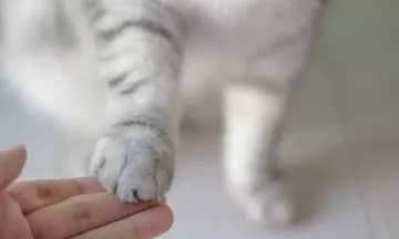 Een hand met een kattenpootje