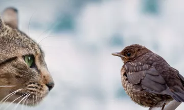 Een kat die gefocust naar een vogel kijkt