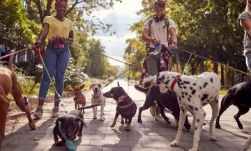 Drie mensen laten een vrolijke roedel honden uit in de zon
