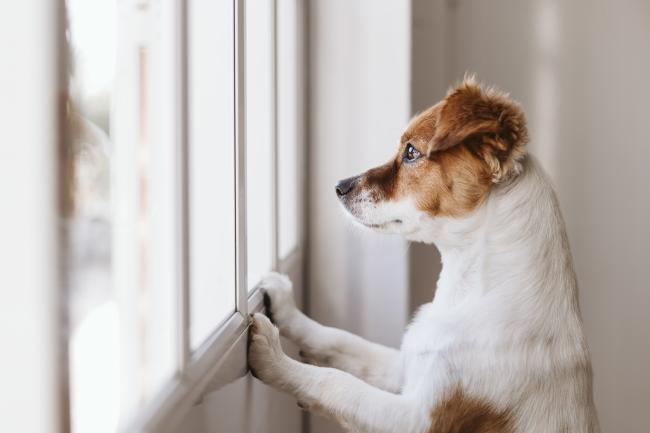 Hoe Lang Kan Een Hond Alleen Zijn? | Pawshake Blog