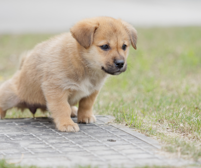 Je puppy zindelijk maken | Pawshake Blog Je Puppy Zindelijk Maken | Pawshake Blog