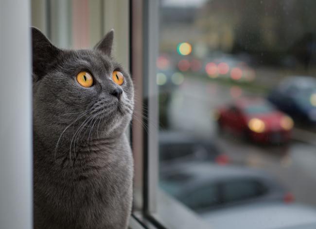 Mist Een Kat Zijn Baasje Wel? | Pawshake Blog