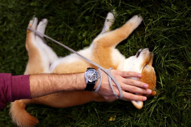 Studies show cats and dogs can increase happiness and improve mental health