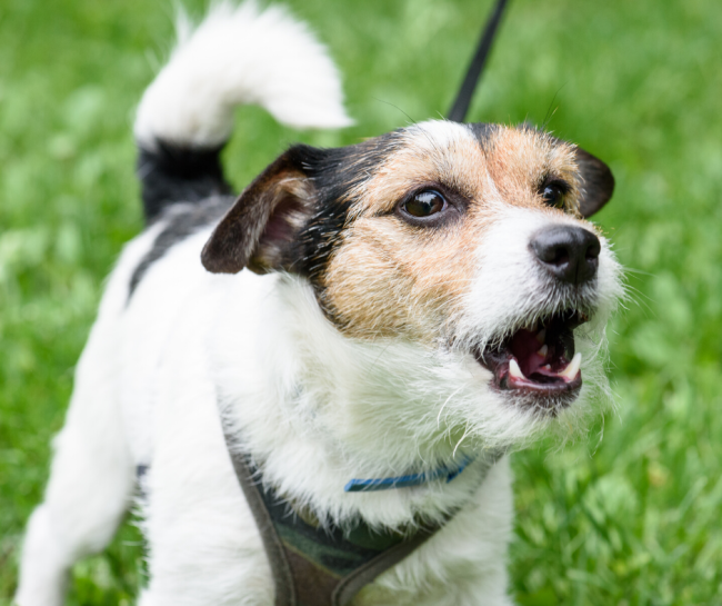 waarom blijft een hond