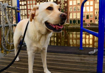 Hond bij de gracht in Amsterdam