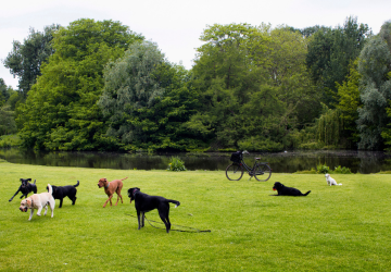 Honden in park Amsterdam