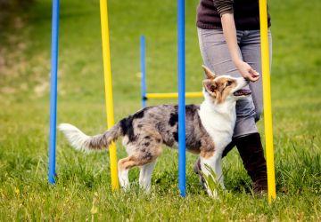 Hond doet agility /behendigheid met z'n baasje