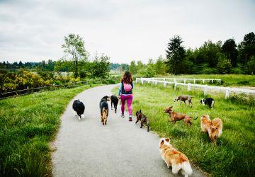 Hondenuitlater met een grote groep honden