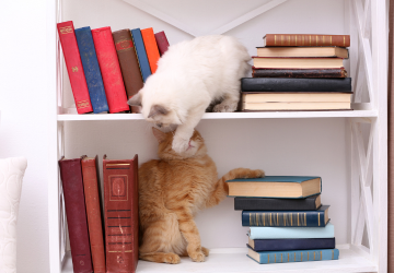 Twee katten in een boekenkast
