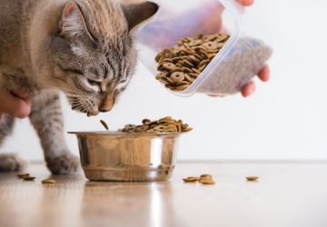 Kat die brokjes eet uit een bakje