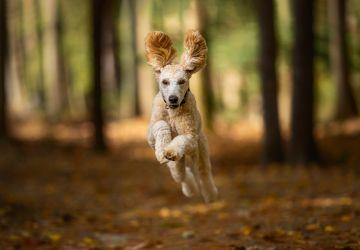 Hond rent in natuurgebied