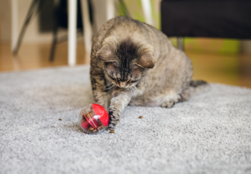 Kat die speelt met een voerbal