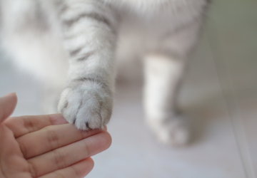 Een hand met een kattenpootje