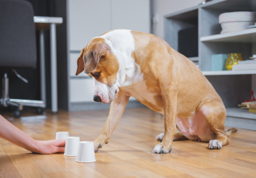 Hond kijkt naar drie bekertjes