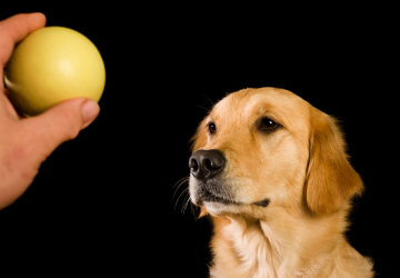 Hond kijkt naar bal die in een hand voor hem wordt getoond