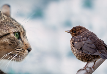 Een kat die gefocust naar een vogel kijkt
