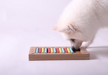 Hond doet voerpuzzel