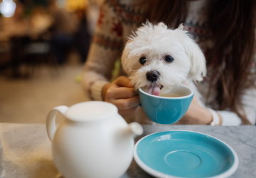 Kleine witte hond likt uit een koffiekopje