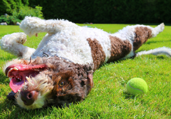 Hond ligt vrolijk in het gras met een tennisbal