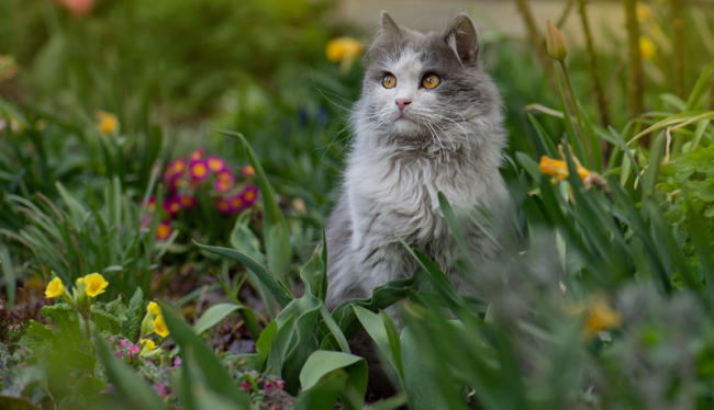 Een grijze kat zit rechtop in de border van een tuin