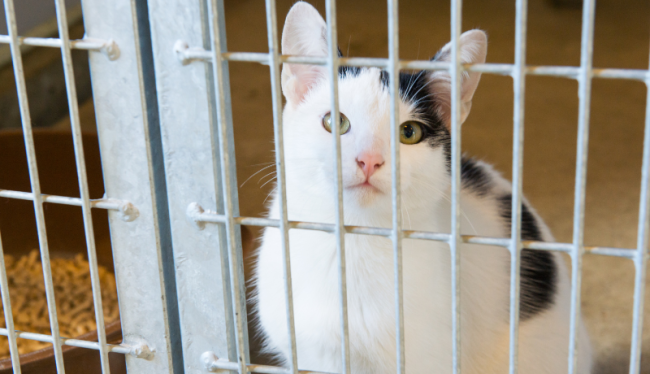 een witte kat met grijze vlekjes in een asiel achter tralies