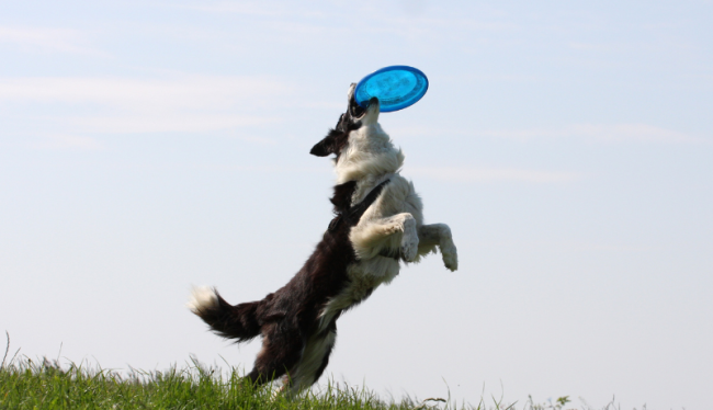 Australische herder vangt een frisbee