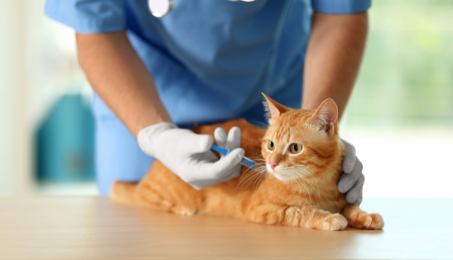 Rode kater die wordt ingeënt