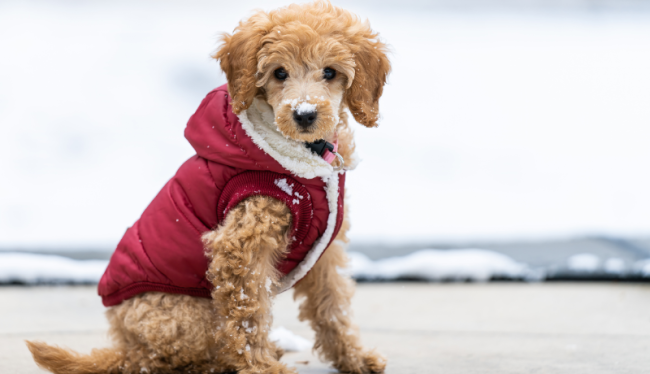 Een lief, klein hondje met bruine krullen en een rood winterjasje