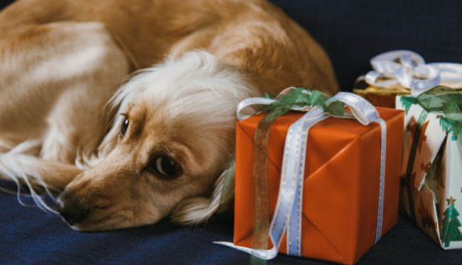 Een labrador ligt lekker tegen mooi ingepakte cadeaus aan.