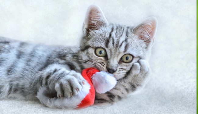 Een grijze kat die speelt met een rode kerstmuts