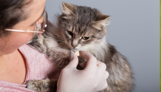 Een vrouw met een bril geeft een grijs-witte kat een pilletje