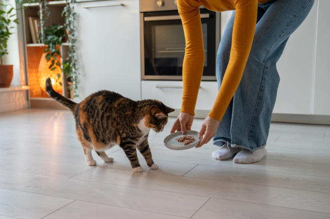 Een kattenoppas geeft een schoteltje voer aan een lapjeskat.